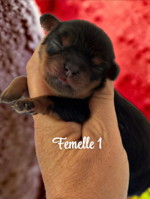 CHIOT 1