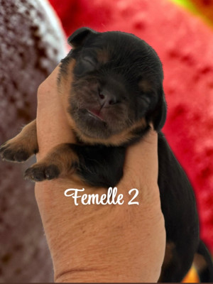 CHIOT 2