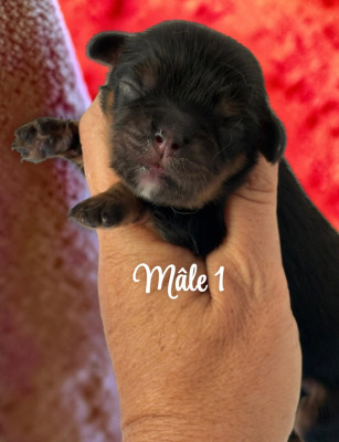 CHIOT