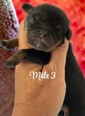 CHIOT