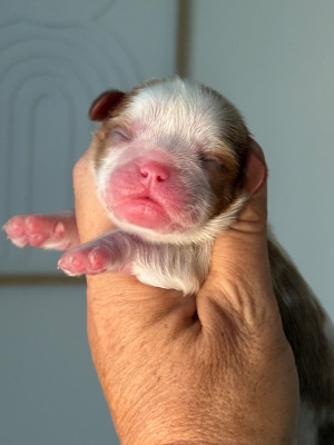 CHIOT 2