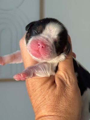 CHIOT 3