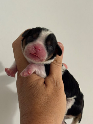 CHIOT 7