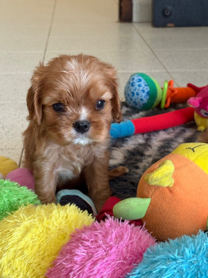Barney