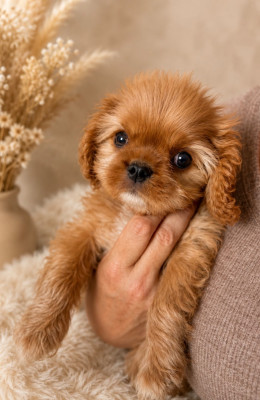 Bailey