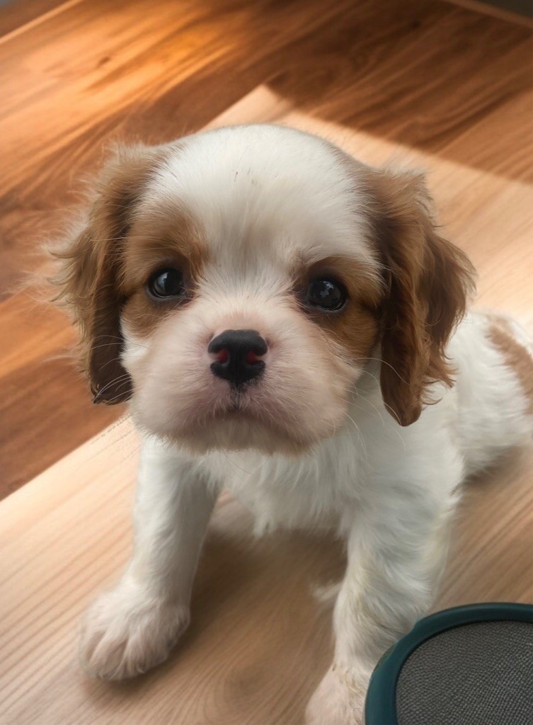 Du Mas De Dixie - Chiots disponibles - Cavalier King Charles Spaniel