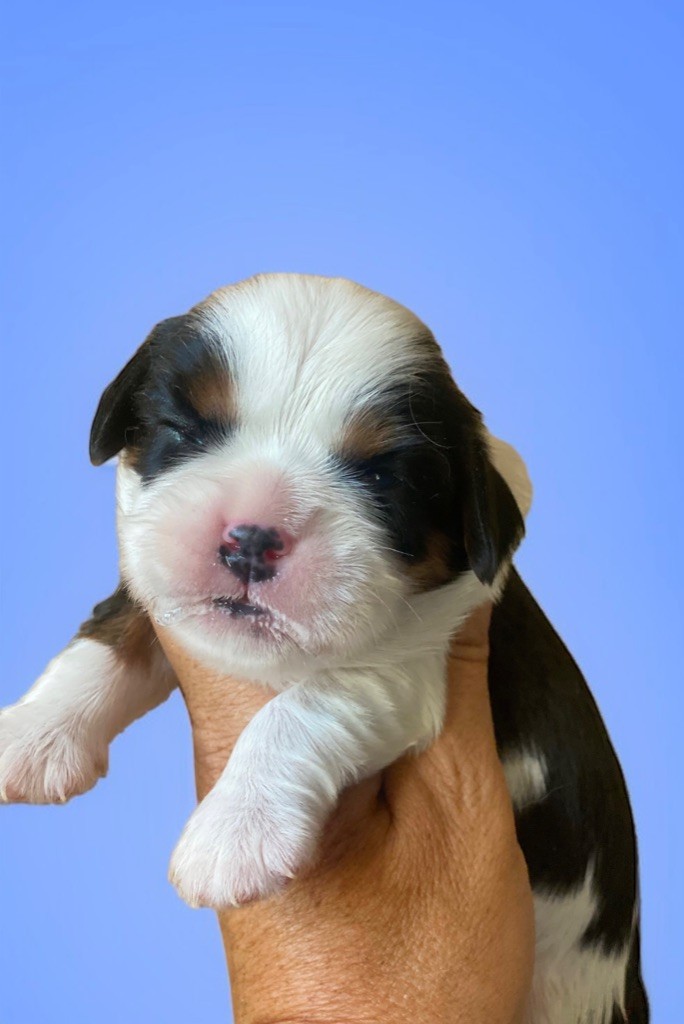 Du Mas De Dixie - Chiots disponibles - Cavalier King Charles Spaniel