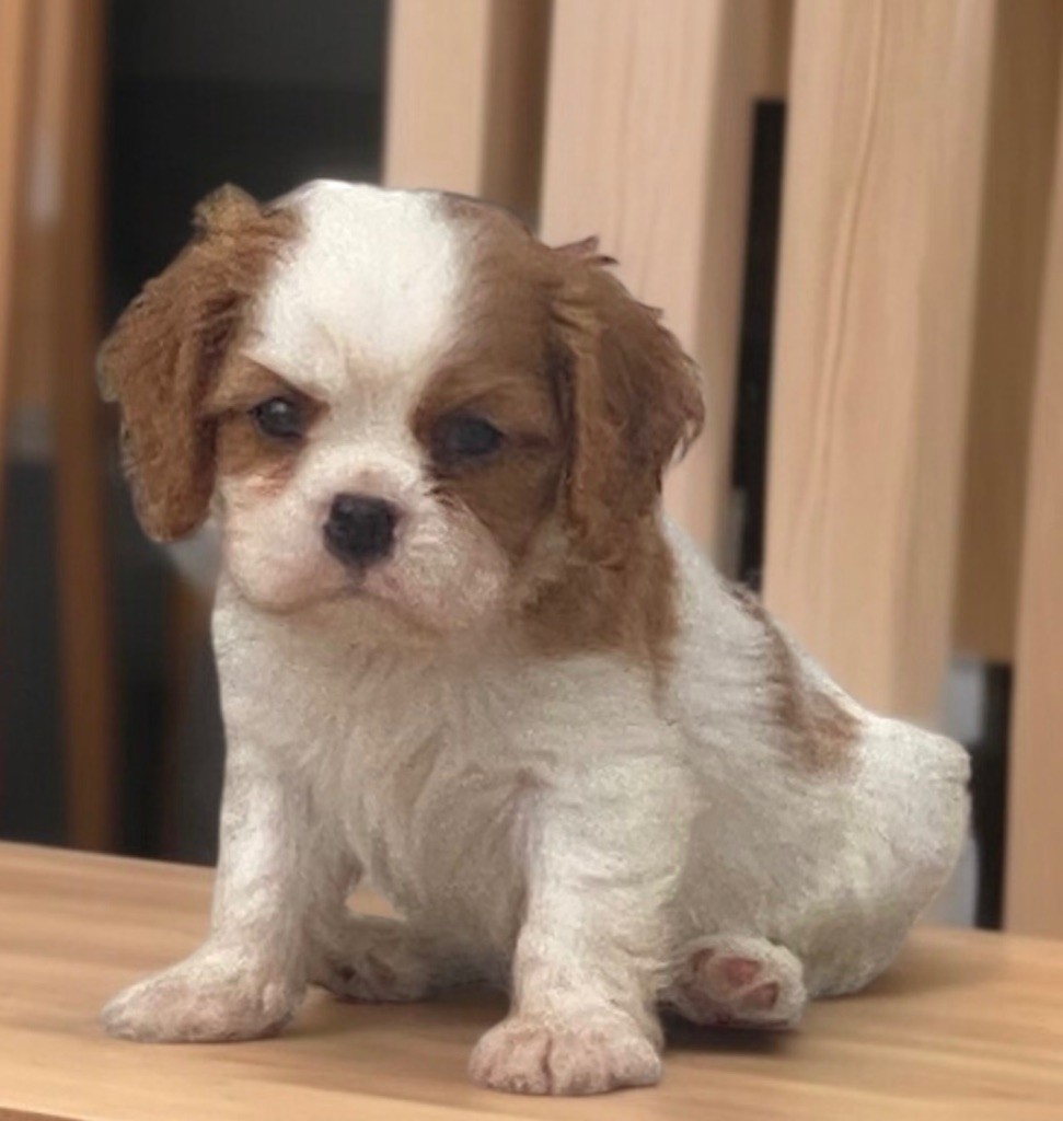 Du Mas De Dixie - Chiots disponibles - Cavalier King Charles Spaniel