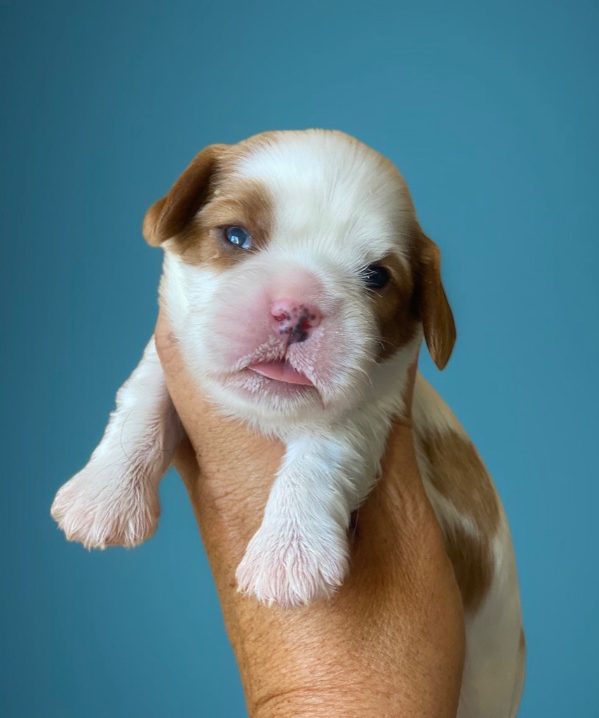 Du Mas De Dixie - Chiots disponibles - Cavalier King Charles Spaniel