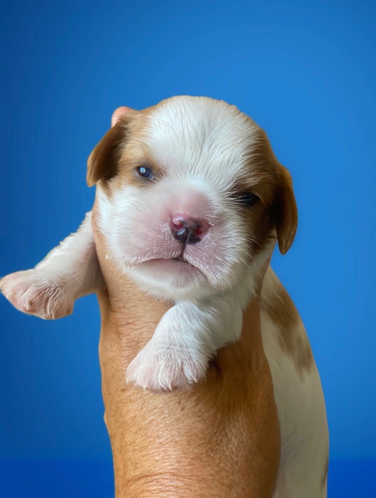 Du Mas De Dixie - Chiots disponibles - Cavalier King Charles Spaniel