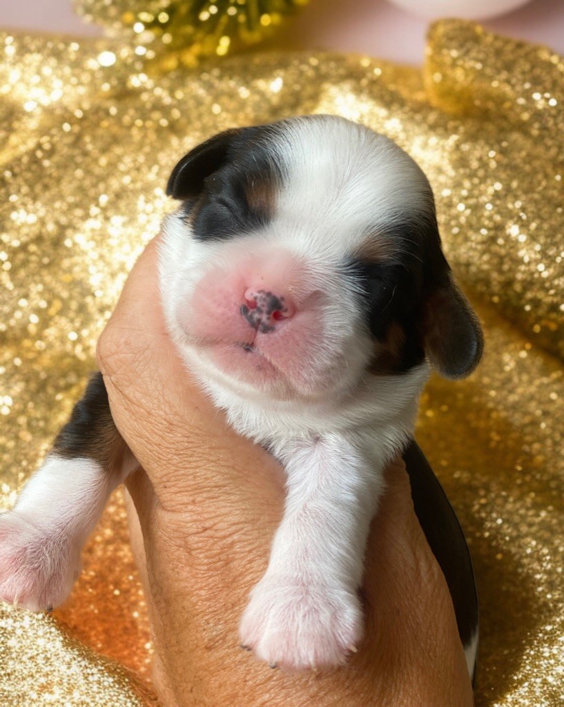 Du Mas De Dixie - Chiots disponibles - Cavalier King Charles Spaniel
