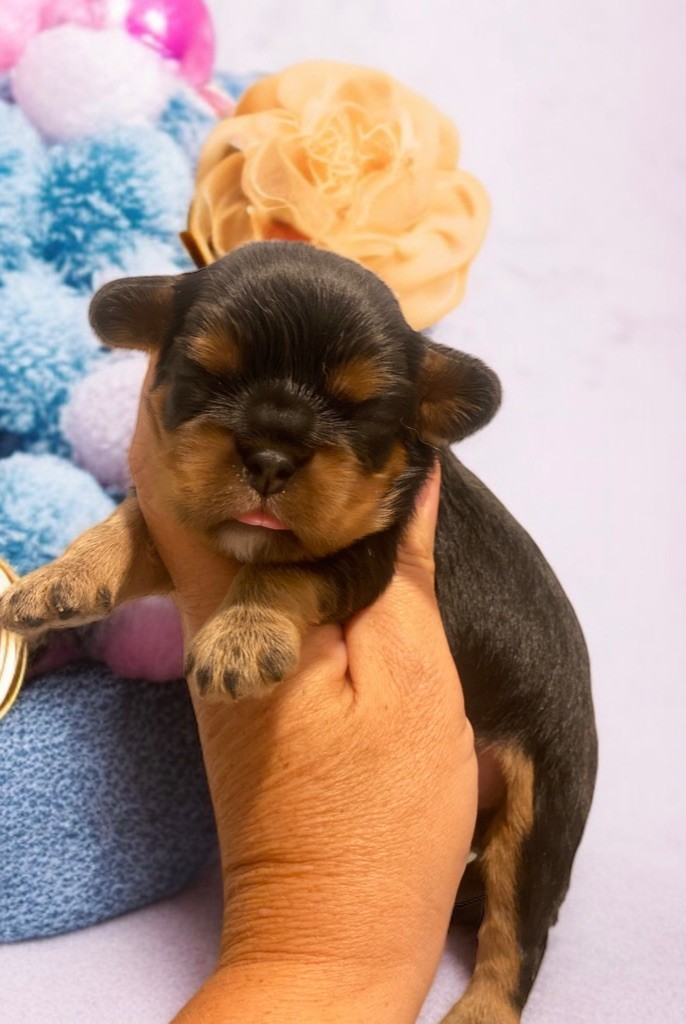 Du Mas De Dixie - Chiots disponibles - Cavalier King Charles Spaniel