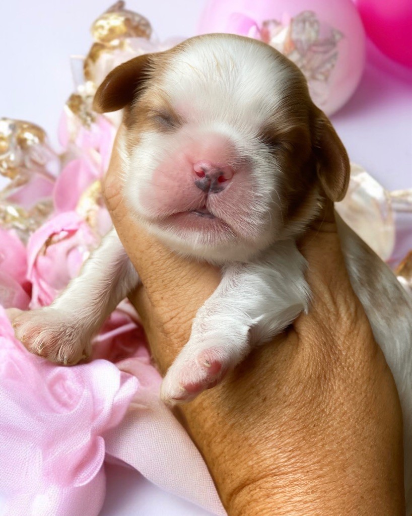 Du Mas De Dixie - Chiots disponibles - Cavalier King Charles Spaniel